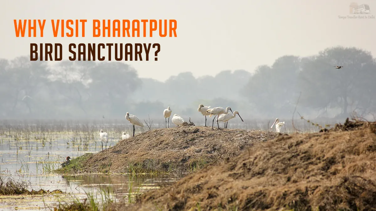 Why Visit Bharatpur Bird Sanctuary