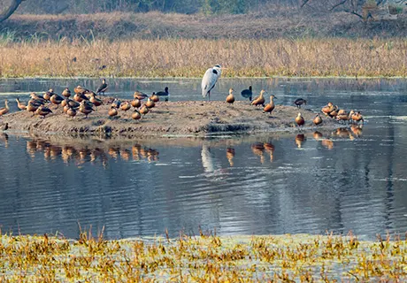 Best Time to Visit Bharatpur Bird Sanctuary